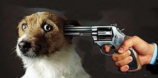 Retired STL County police sergeant charged for killing neighbor’s dog