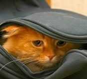 Couple Put Cat Inside Checked Luggage