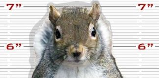 Watch a Squirrel carrying Cinnamon Roll robbed by another squirrel