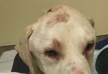 Man that hit dog with hammer & leaving it to die, makes it to court