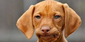 Ohio teen admits to having sex with family Weiner Dog – again