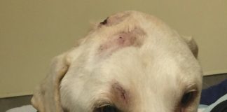 Man that hit dog with hammer & leaving it to die, makes it to court